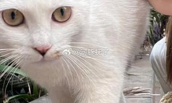 全新发布！河豚抚子奶牛摄影精选合集，带你领略不一样的风情